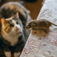 猫が本当に好きな物はもしかしてコレ？猫にコレを与えてもOKですか？