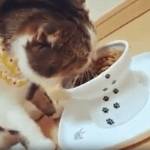 ＜猫壱＞トレー　ハッピーダイニング　食器トレーシングル　猫ちゃんと一緒　動画2