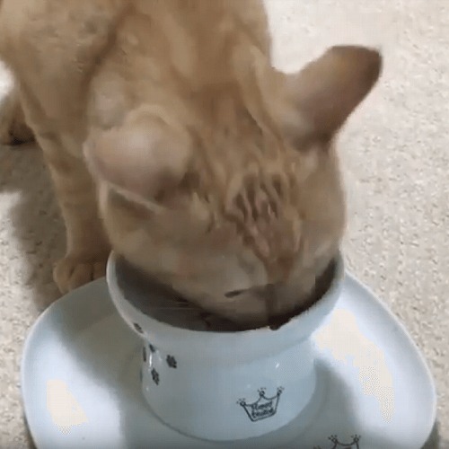 ＜猫壱＞トレー　ハッピーダイニング　食器トレーシングル　猫ちゃんと一緒　動画3