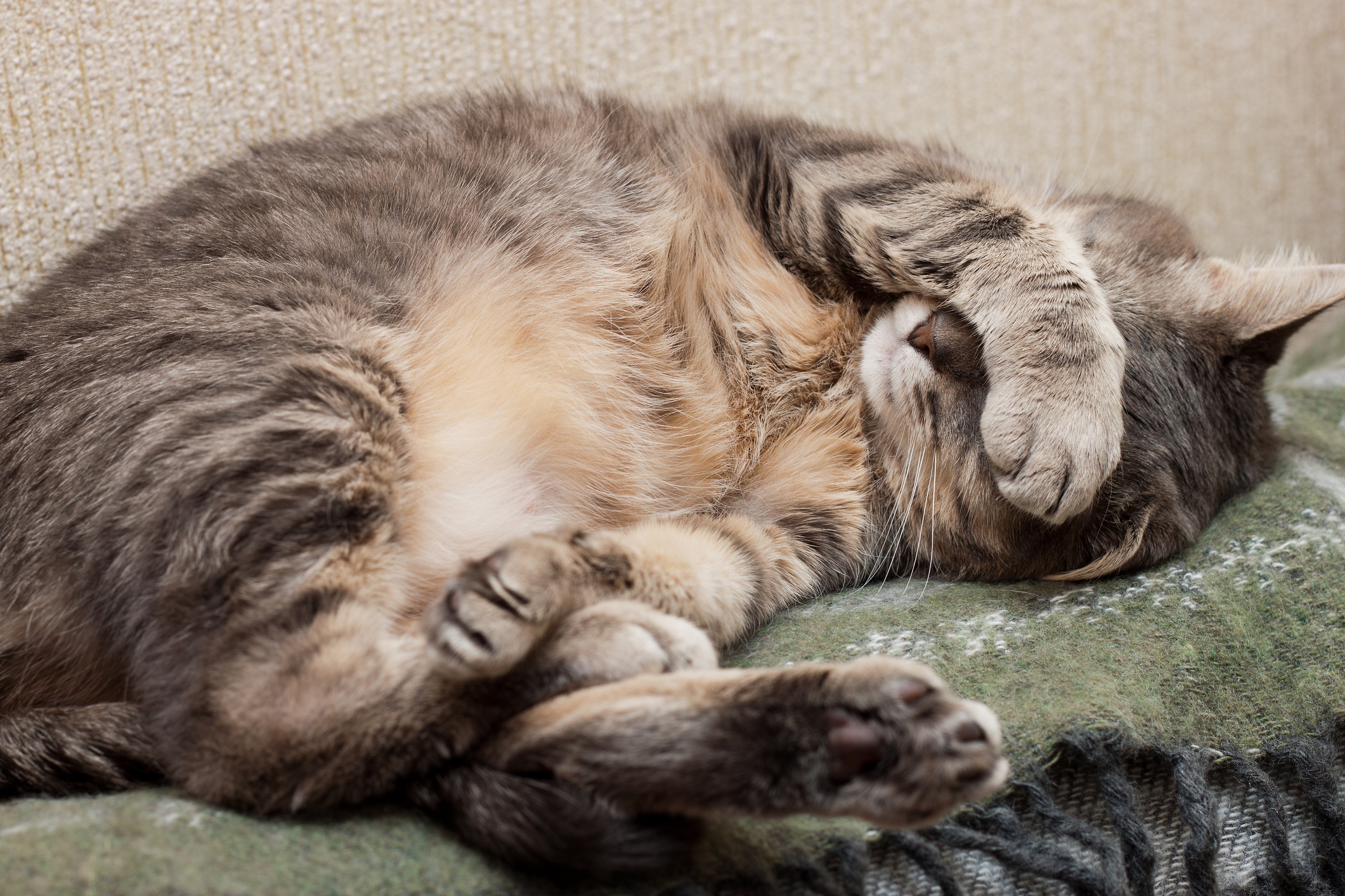 愛猫の嘔吐 病気orそれとも生理現象 猫が吐いた時の傾向と対策 後編 猫壱 Necoichi 愛猫の嘔吐 病気orそれとも生理現象 猫が吐いた時の傾向と対策 後編 猫壱 Necoichi