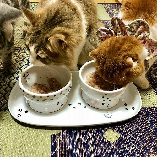 ＜猫壱＞トレー　ハッピーダイニング　食器トレーダブル　猫ちゃんと一緒1