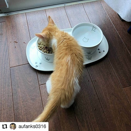 ＜猫壱＞トレー　ハッピーダイニング　食器トレーダブル　猫ちゃんと一緒2