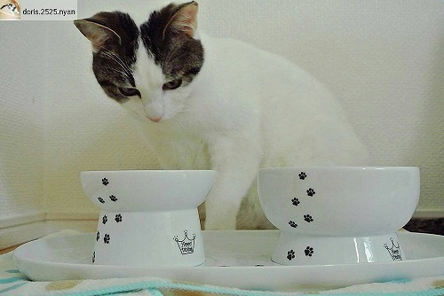 ＜猫壱＞トレー　ハッピーダイニング　食器トレーダブル　猫ちゃんと一緒4