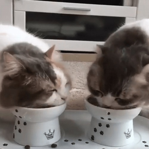 ＜猫壱＞トレー　ハッピーダイニング　食器トレーダブル　猫ちゃんと一緒　動画1