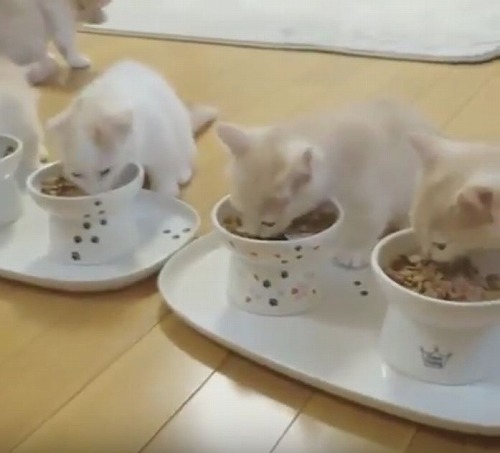 ＜猫壱＞トレー　ハッピーダイニング　食器トレーダブル　猫ちゃんと一緒　動画2