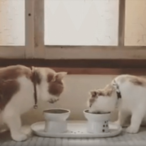 ＜猫壱＞トレー　ハッピーダイニング　食器トレーダブル　猫ちゃんと一緒　動画3