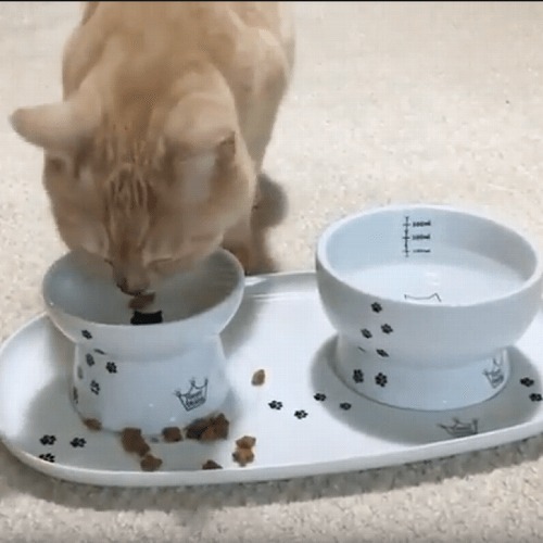 ＜猫壱＞トレー　ハッピーダイニング　食器トレーダブル　猫ちゃんと一緒　動画4