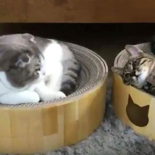 ＜猫壱＞爪とぎ　ダンボール爪とぎ　バリバリボウル猫柄　ライトブラウン　猫ちゃんと一緒　動画4