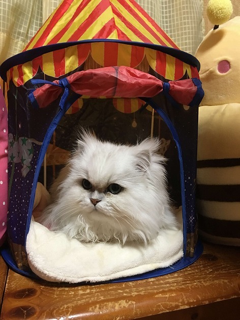 僕の部屋