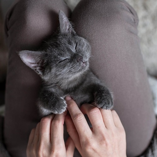 梅雨の時期にやってあげたい！猫が喜ぶストレス解消マッサージ