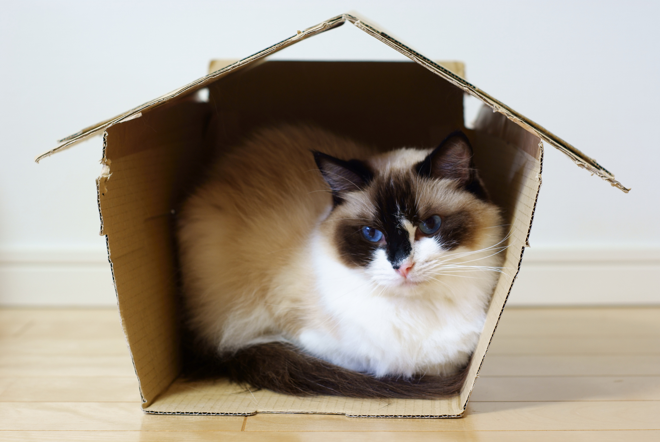 なぜこんな所に 飼い主さんは要注意 猫が隠れたがる場所ワースト3 猫壱 Necoichi なぜこんな所に 飼い主さんは要注意 猫が隠れたがる場所ワースト3 猫壱 Necoichi