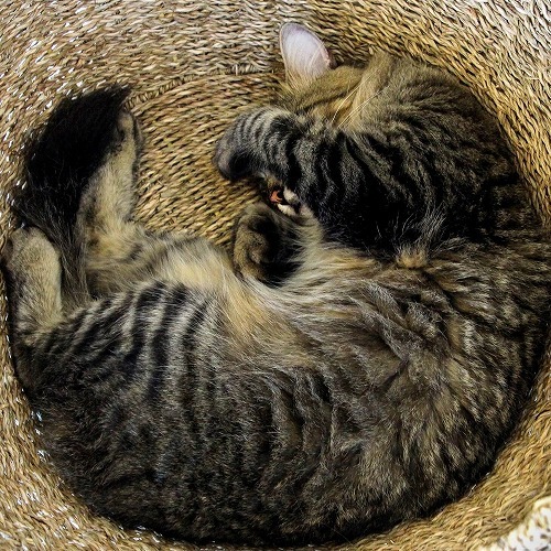 どうして猫は寝る時「丸く」なるの？実はすごい猫の身体とその理由とは