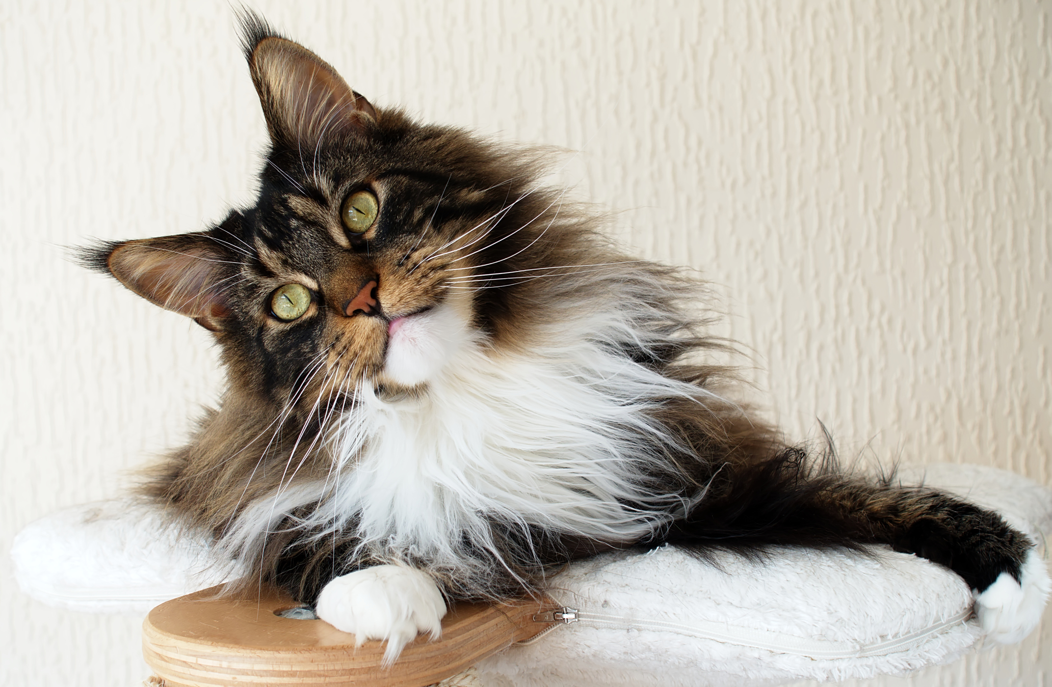猫は カンニング ができない 猫の目に隠された愛猫の本当の気持ち 猫壱 Necoichi 猫は カンニング ができない 猫の目に隠された愛猫の本当の気持ち 猫壱 Necoichi