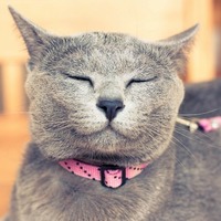 愛猫と一緒に暮らす時。飼い主さんの多くが悩む「住まいの悩み」ベスト3