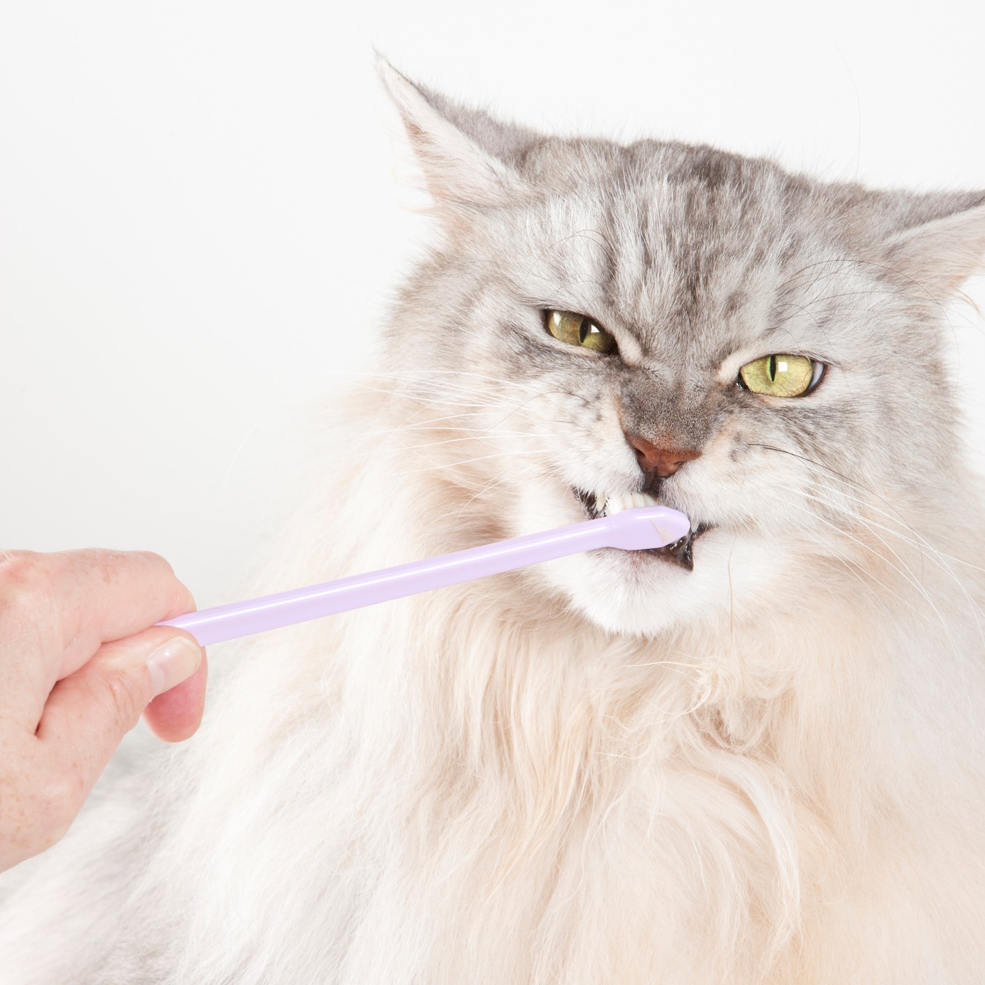 猫の歯磨き やっている人は 知っておきたい基本のやり方q A 猫壱 Necoichi 猫の歯磨き やっている人は 知っておきたい基本のやり方q A 猫壱 Necoichi