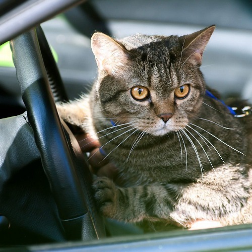 夏の通院、みんなはどうしてる？猫にストレスをかけない対策とは