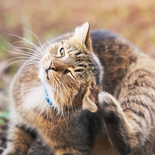 猫が蚊に刺された！犬だけじゃない、猫もフィラリア症になるって本当？