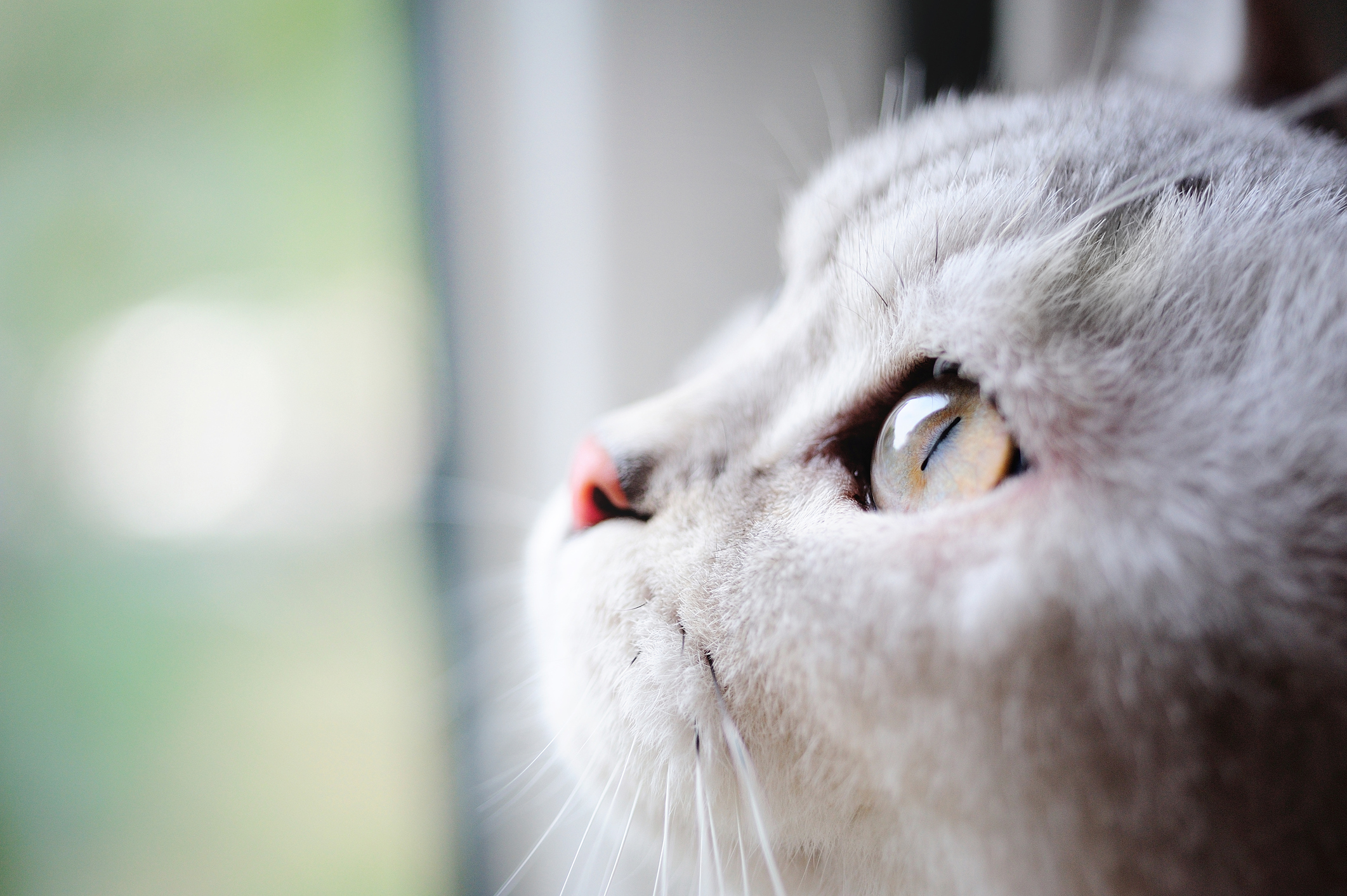 猫の目の色と毛色は関係がある 兄弟でも違う 猫の目に関する不思議な話 猫壱 Necoichi