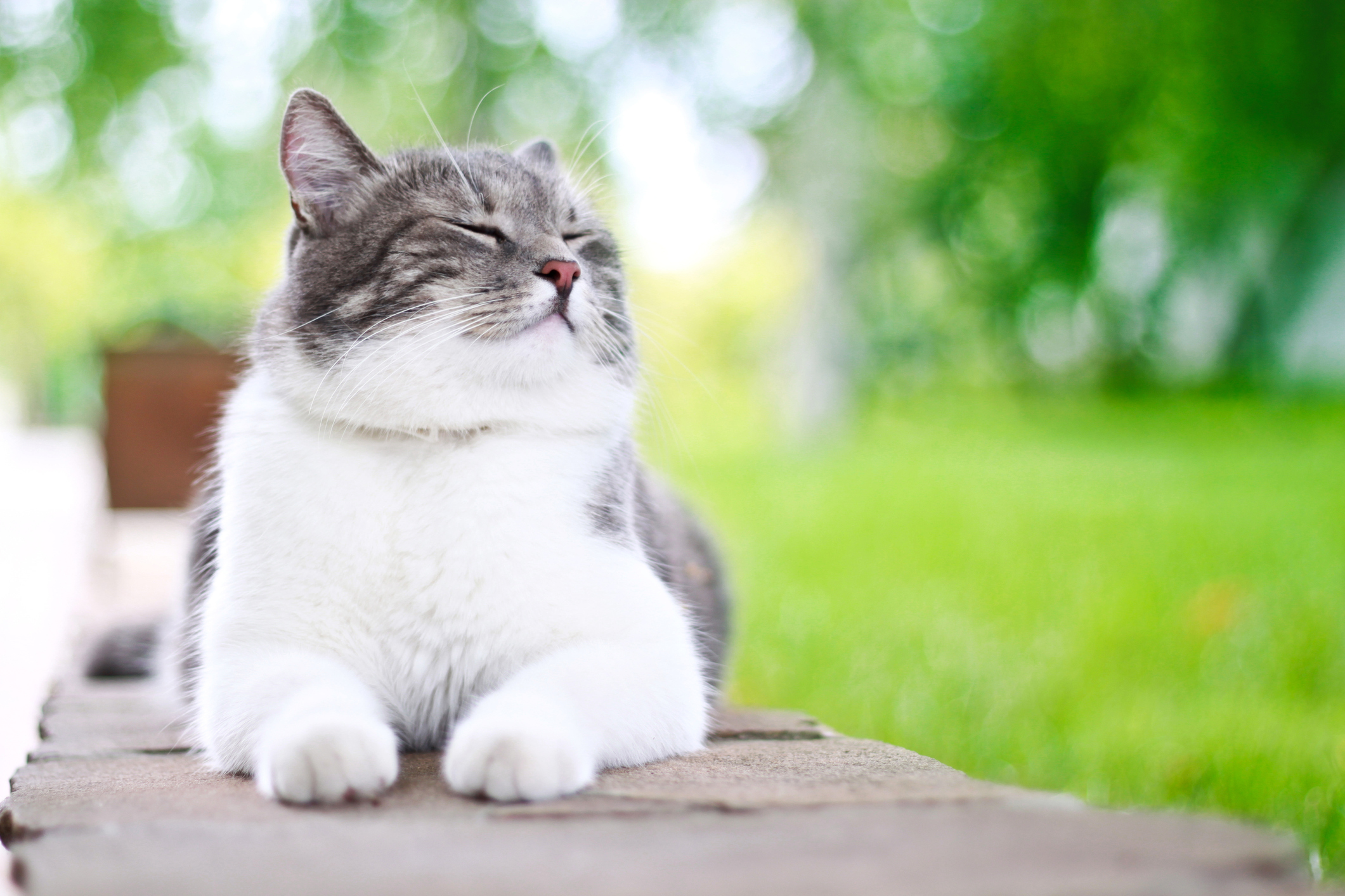 知ってた 猫の見た目や行動は季節ごとにイメージチェンジするらしい 猫壱 Necoichi 知ってた 猫の見た目や行動は季節ごとにイメージチェンジするらしい 猫壱 Necoichi