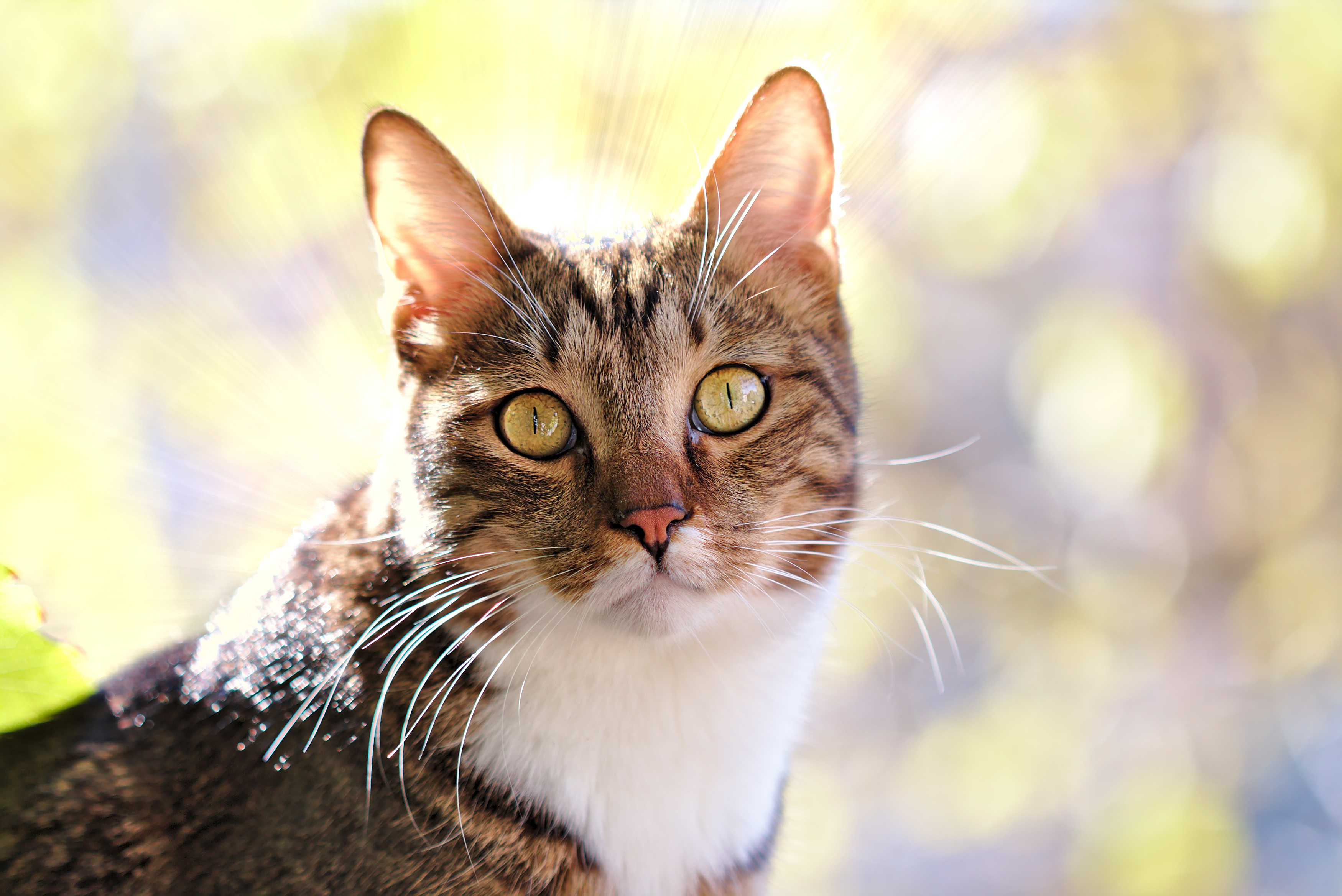 ニャンとも凄い猫がいた 実際にあった不思議な力を持つ猫の話 猫壱 Necoichi ニャンとも凄い猫がいた 実際にあった不思議な力を持つ猫の話 猫壱 Necoichi