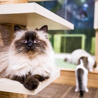 猫が喜ぶ部屋作り・キャットリフォームを成功させるコツとは？