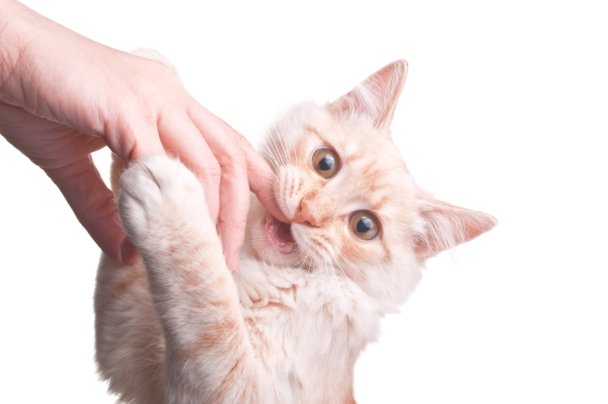 頻繁な甘噛みはストレスのサイン 猫のストレスの対処法とは 猫壱 Necoichi