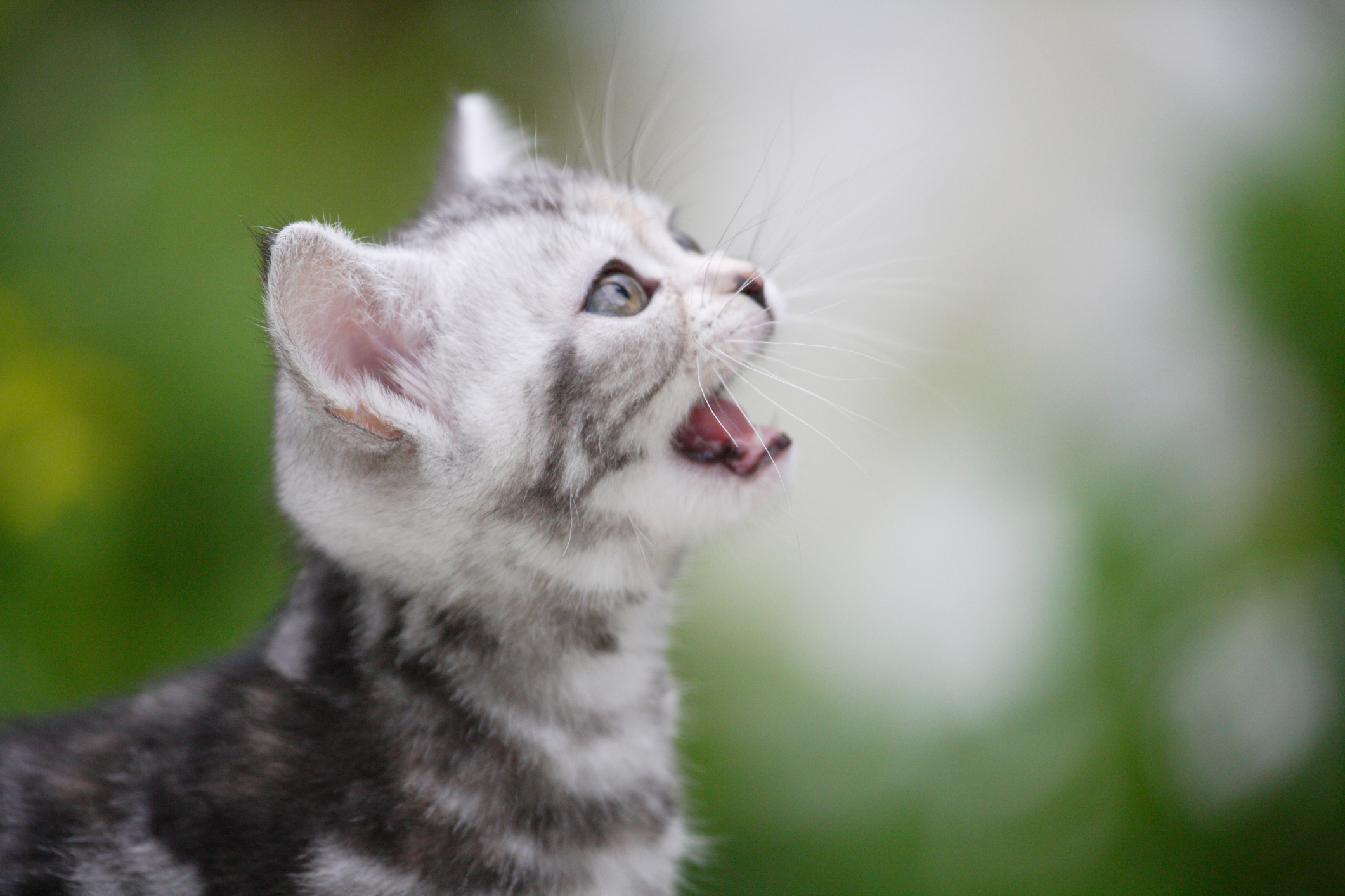 あなたの猫はソプラノorアルト 声のトーンでわかる猫の気持ち 猫壱 Necoichi