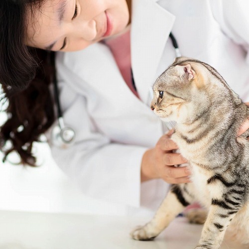 夏は室内飼いでも油断は禁物！猫のフィラリア症を予防しよう