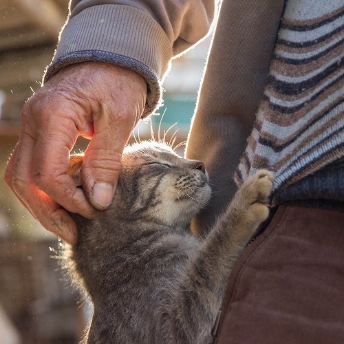 飼い主も高齢化している…。高齢者が猫と暮らすために必要なこととは