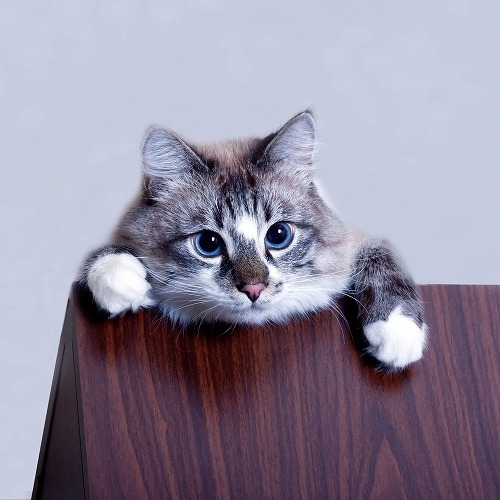 どうして机の上の物を落とすの？そういえば聞いてみたい猫の不思議