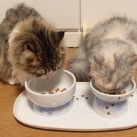 何でも食べる、という猫は約6割。猫のご飯、みんなは何をあげてるの？