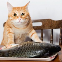 猫に煮干しを与えてはダメ？猫にあげてはいけない魚介類は結構多い