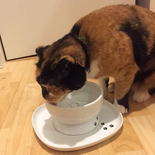 猫の病気予防に！猫に水をたくさん飲ませる3つのアイディア