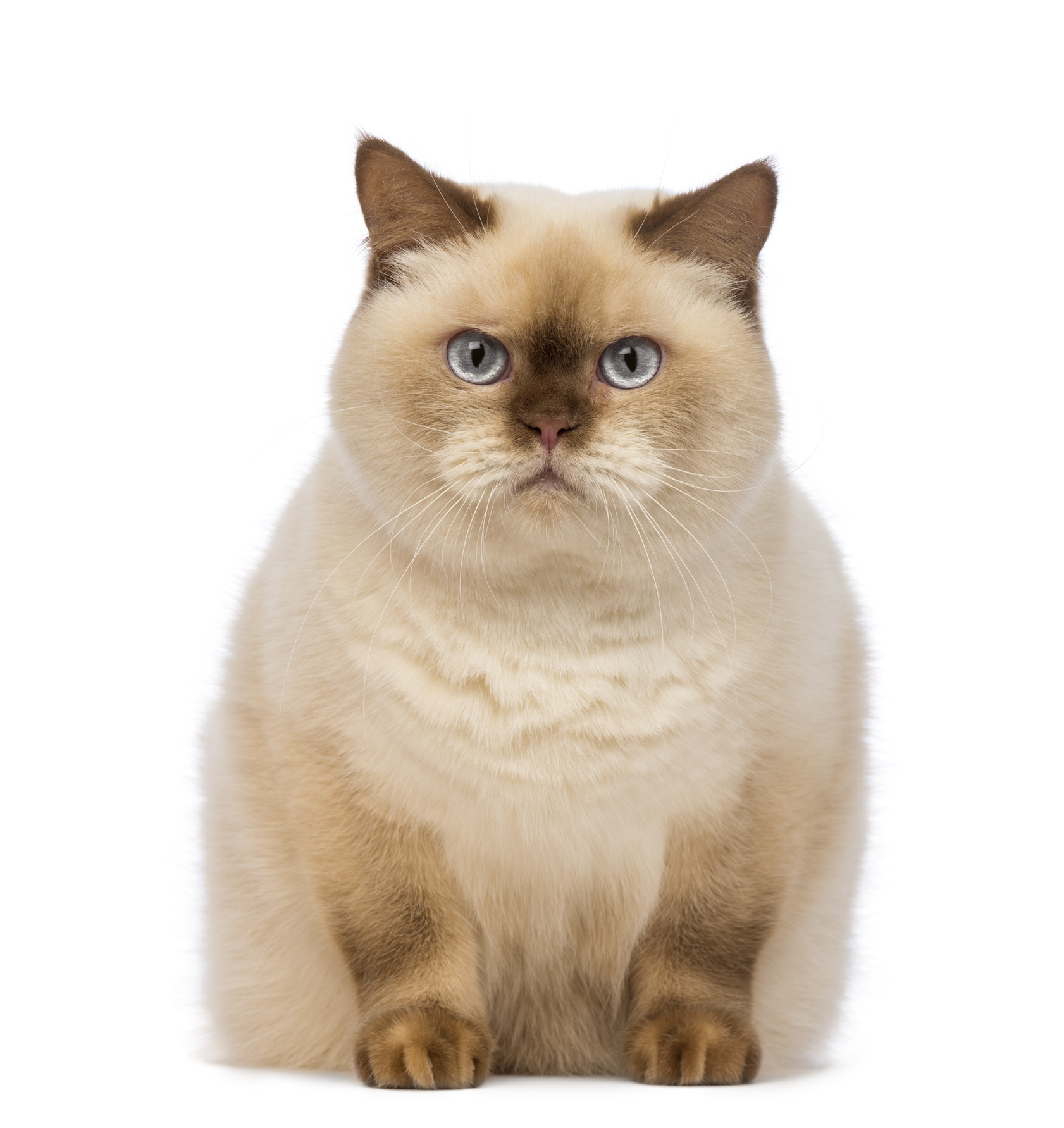猫がもっとも嫌がることとは 猫の3大ストレスって知っていますか 猫壱 Necoichi 猫がもっとも嫌がることとは 猫の3大ストレスって知っていますか 猫壱 Necoichi