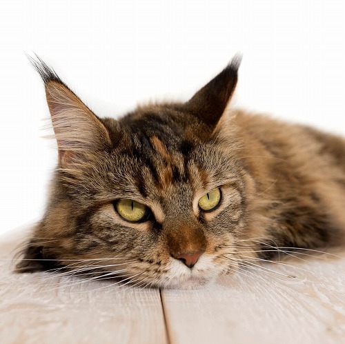 愛猫の健康のために!猫の「免疫力」を落とさない暮らしのコツとは