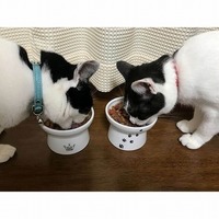 愛猫の食べ癖やフードの悩み、専門家はどうしているか聞いてみました！