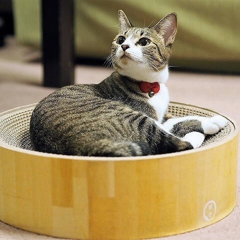 猫のいるおうちにあったら便利なグッズはコチラ♪オススメグッズ3選