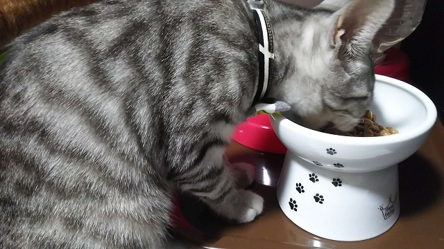 初猫壱！