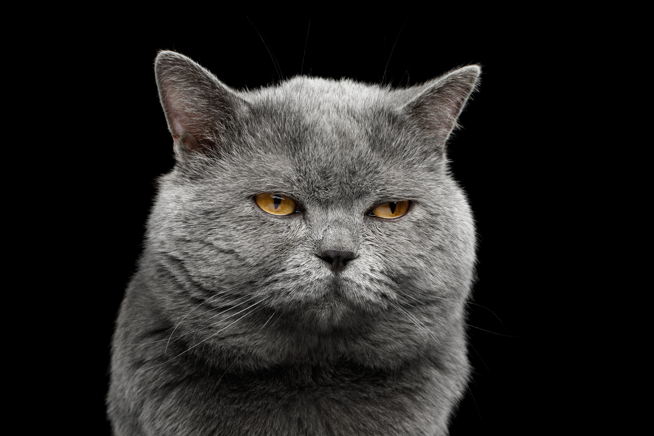 愛猫がなぜか突然ご機嫌ナナメ 一体どうして 猫が不機嫌になる理由 猫壱 Necoichi