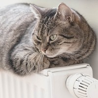 猫は意外に「冷え性」？暖房器具に頼らず猫の体温をアップさせる方法【前編】