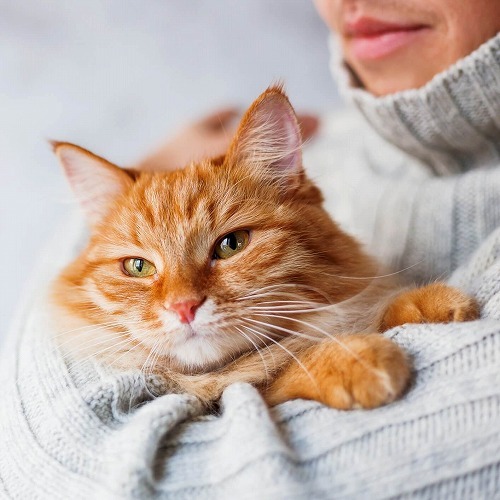 ズボラな飼い主さん必見（笑）洋服についた猫の毛を取る画期的な方法