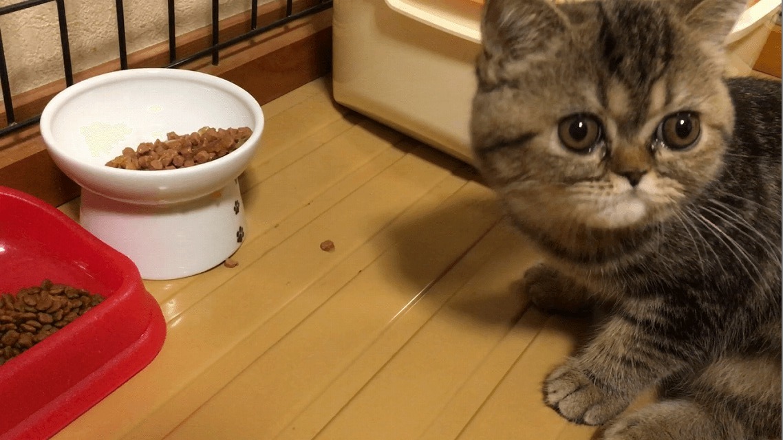 サリーちゃん初めての猫壱食器🐯