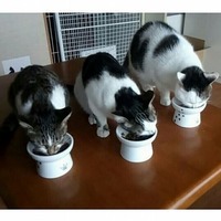 猫が美味しいニャ、と感じるとき。キャットフードは〇〇をチェック！