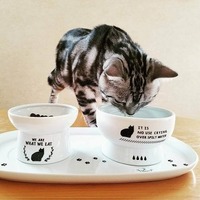 猫を長生きさせるために。ライフステージごとの食事の注意点とは