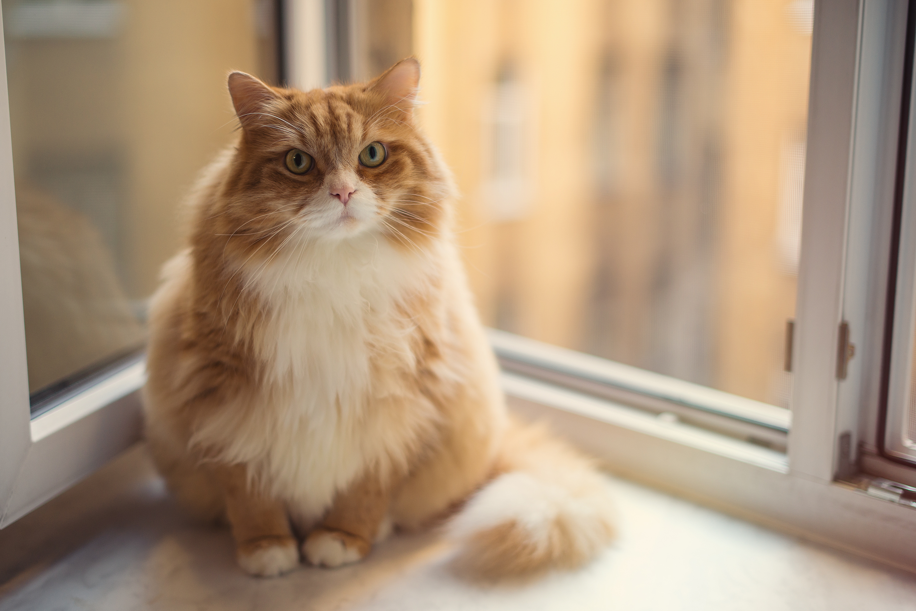 うちの猫 もしかして認知症 猫が認知症になるとやりがちな10の行動 うちの猫 もしかして認知症 猫が認知症になるとやりがちな10の行動
