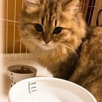 もっと水を！愛猫に少しでも水を飲んでもらうための10のヒント