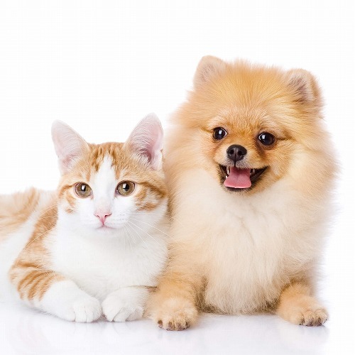 永遠のライバル・犬と猫「生きる知恵」や「身体能力」はどっちがすごい？