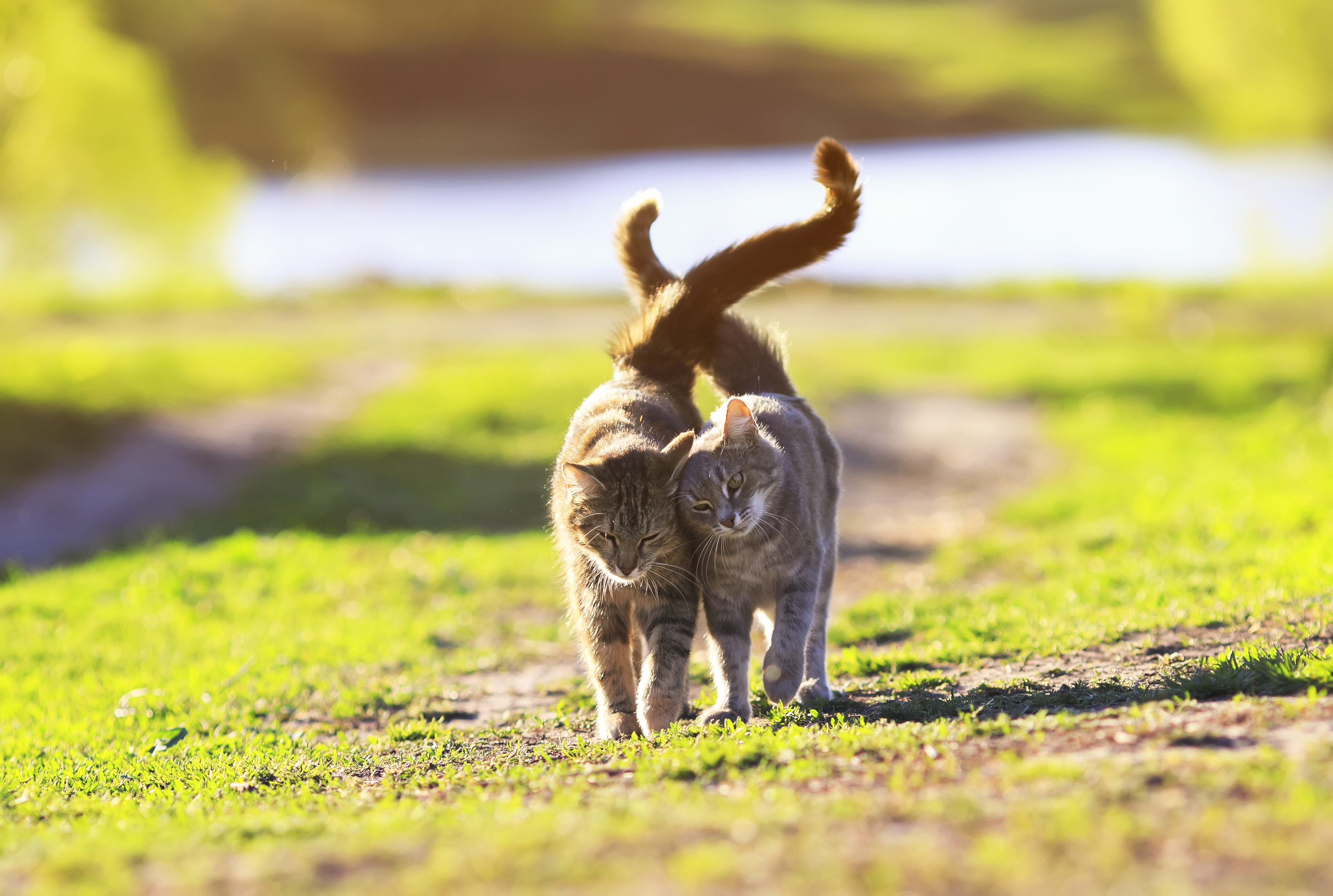 アノ人も猫が大好きだった 海外の世界的有名人の猫に関する逸話 猫壱 Necoichi