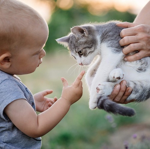 初めての猫と仲良くしたい時。猫に嫌われないための3つのステップ