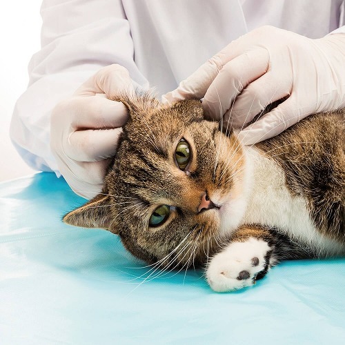 猫の耳掃除は必要 飼い主さんから寄せられた耳についての素朴な疑問 猫壱 Necoichi
